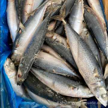 Mackerel rotondo di pesce surgelato diretto in fabbrica